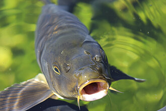 Carp looking from green water